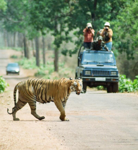 Tadoba National Park - Andhari Tiger Reserve India