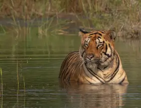 Tadoba Tiger