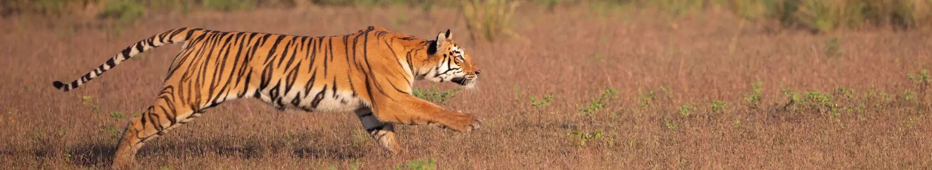 Tadoba Tiger